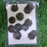 daisy black pressed flower